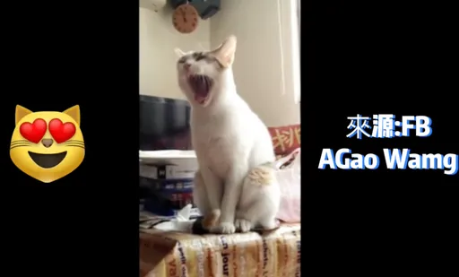 喵星人猛打呵欠不一定想睡覺 原來是這些原因