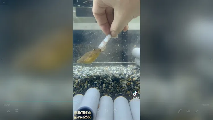 毛毛狗頭河豚吃到整個肚子變好大。