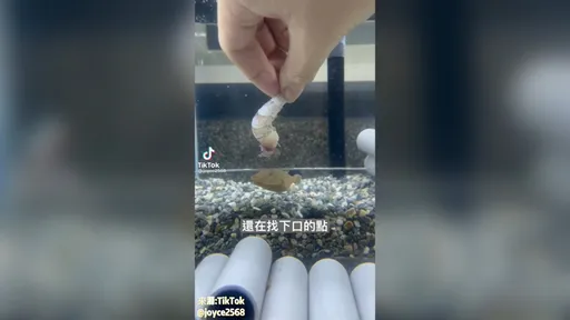 河豚吃白蝦吃到肚子變超大　這次真的不是生氣變大的！