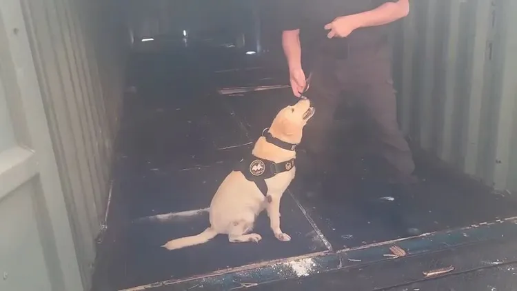 緝毒犬嗅聞後坐下，告知警方這裡有毒品。新北市刑大提供