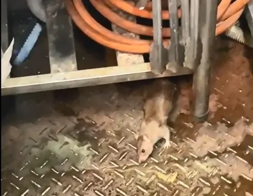 噁爆！台中連鎖麵店驚見「料理鼠王」　員工26天只休2天「未改善先罰6萬」