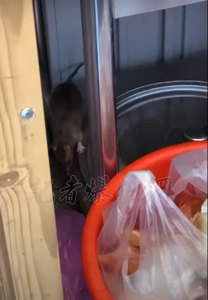 前員工拍下廚房有老鼠的畫面，向媒體爆料。翻攝《記者爆料網》