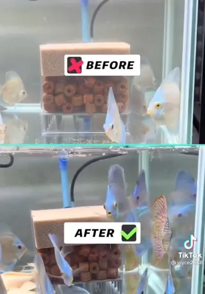 過濾器材安裝後，魚缸內的水就慢慢變清澈了。
