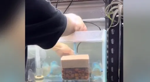 眼睛茫霧看不清魚缸的魚？　其實是水質太髒他教這一招解決