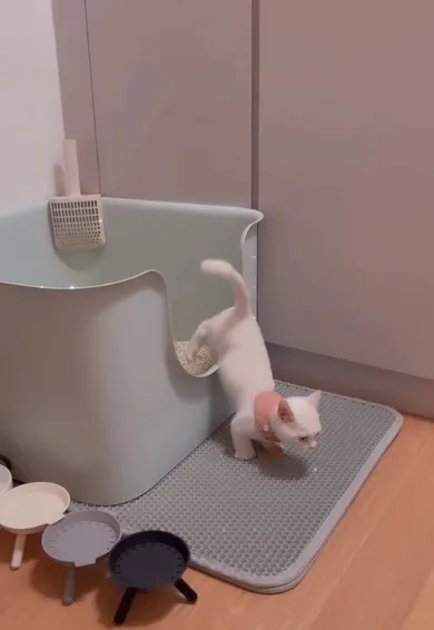 網友看完笑說「無限循環播放」。