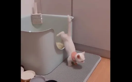 肚肚卡住狂踢小短腿求助 萌貓超ㄎㄧㄤ網友「無限循環播放」