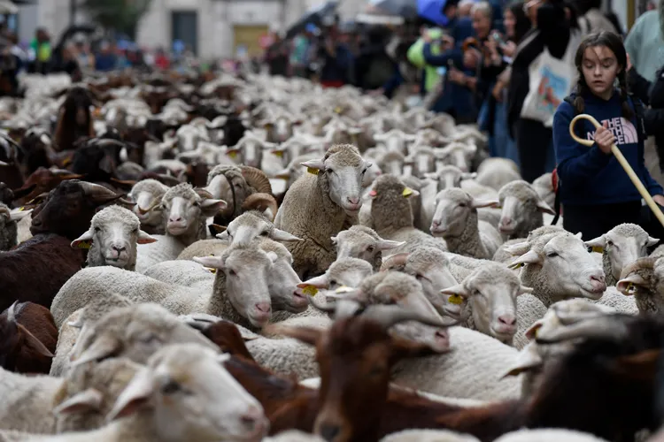 由牧羊人帶領上千隻羊群穿越街道和廣場，向放牧傳統致敬並捍衛牧人路權。法新社