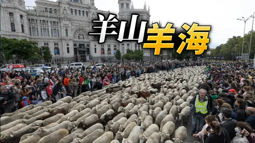西班牙馬德里街頭驚現「羊山羊海」　人車通通閃開