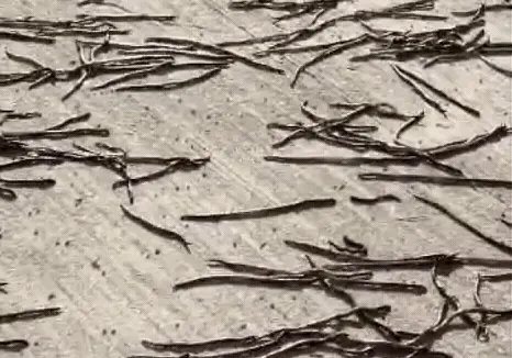 屏東滿地枯枝 太陽出來後「全都活起來」影片曝!網驚:求心理陰影面積?