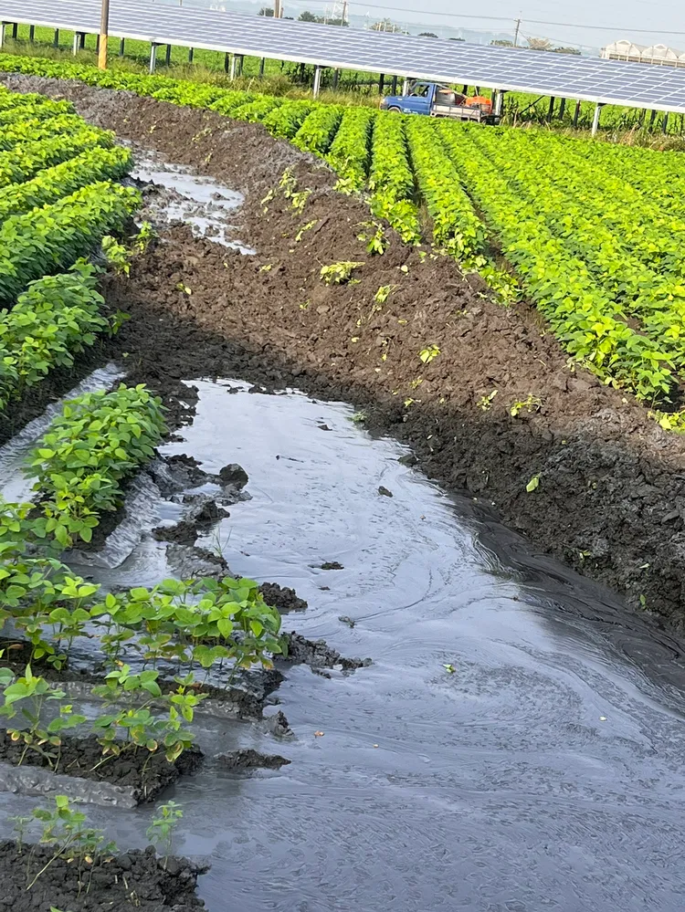 泥漿流進紅豆田裡。陳玉意提供