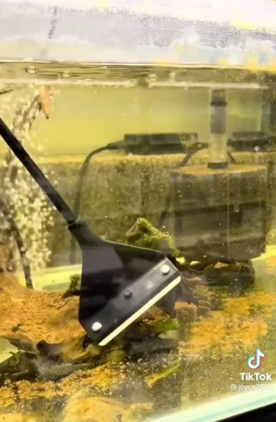 他手起刀落一眼都沒眨過，褐藻就被清理的乾淨溜溜。