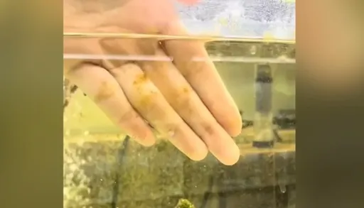 可我就是手起刀落！　他一眼都沒眨過解決魚缸內這問題