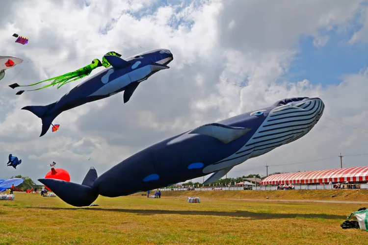 韓劇的藍鯨造形等風箏隨風飄揚，吸引眾人目光。苗栗市公所提供