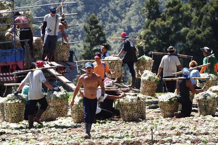 大同鄉四季南山地區砍菜班清晨砍菜狀況。三星地區農會提供