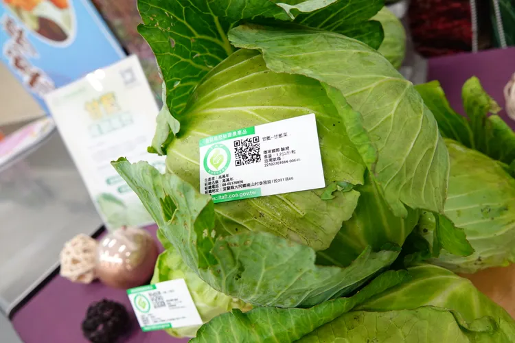 宜蘭縣大同鄉四南地區甘藍產銷履歷驗證面積達8.5公頃。林泊志攝