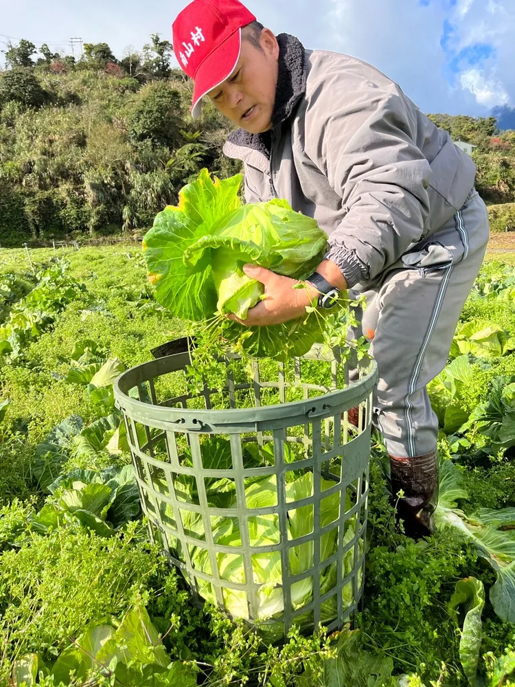 大同鄉四季南山地區砍菜班清晨砍菜狀況。三星地區農會提供