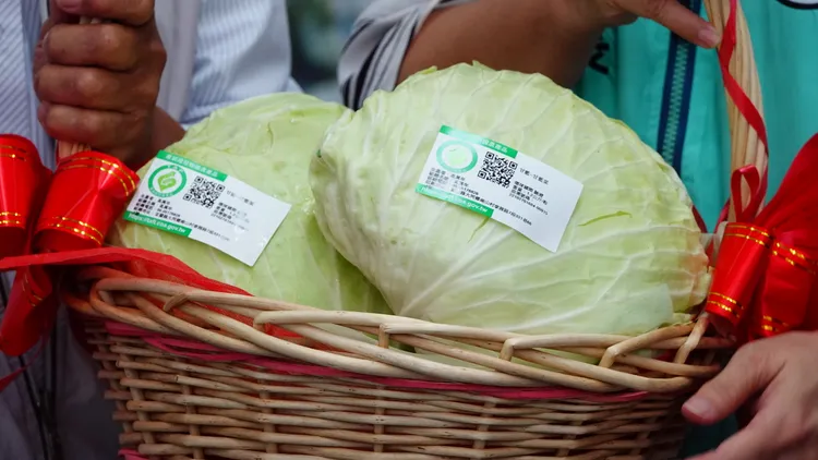 宜蘭縣大同鄉四季南山地區有8.5公頃面積的高麗菜通過產銷履歷認證，第一批通過認證的高麗菜將直送校園，讓學童吃的安心又健康。林泊志攝