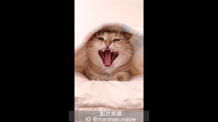 張大嘴的樣子秒變醜貓。