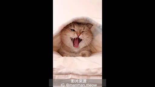 喵皇你累了嗎？　萌貓張大嘴打哈欠一秒變醜貓