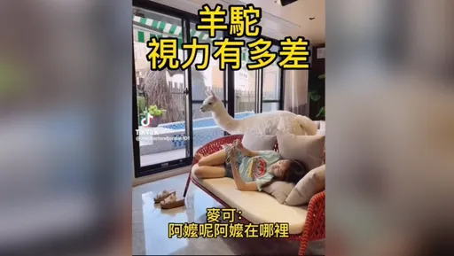 羊駝視力有多差　把主人當空氣找半天看不見　