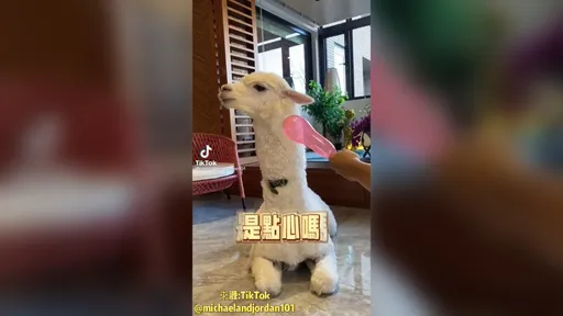 捏爆氣球想嚇我？　我才不怕只是現在很火大！