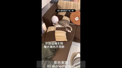 如果有來生請讓我當一隻貓吧！　懶散過生活還有人誇　