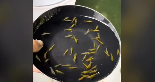 醜蝦淘汰!餵魚也不心疼 網友喊想買「淘汰的也很好看」