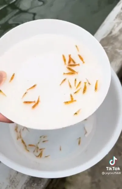 被淘汰的醜蝦。