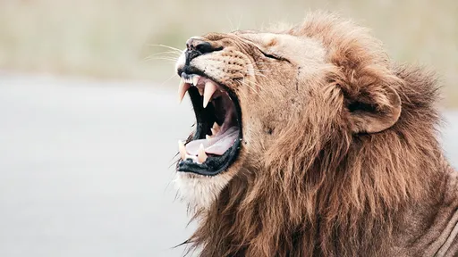 獅子闖農場擄走3歲童　恐怖！他被找到時只剩頭和腳