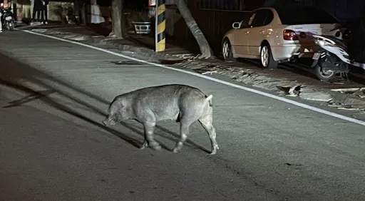 180公斤黑豬離家出走逛大街 警民合力圍捕30分鐘制伏