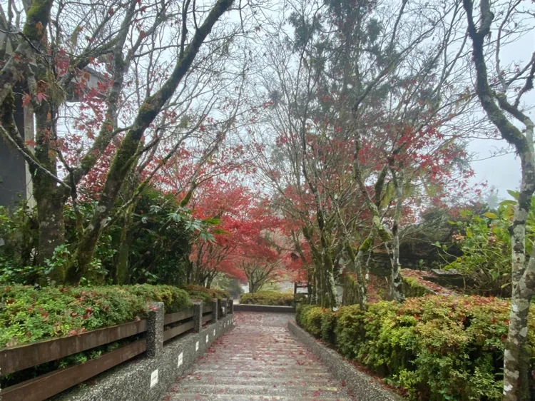 太平山中央階梯。林管處提供