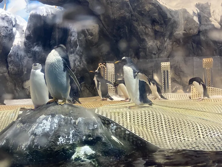 館內企鵝每年復育增加，故每隔幾年都會標售企鵝，讓現有企鵝居住館內最舒環境，不致窘迫。資料照片