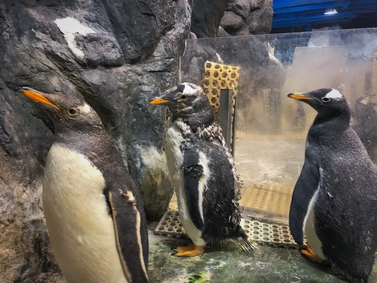 館內的巴布亞企鵝，拍攝時為換羽時節。屏東海生館供