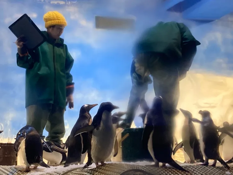 海生館每隔數年都會監控企鵝數量在110隻最適照養環境的總量。資料照片