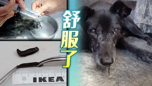 汪星人病懨懨竟是鼻子藏2水蛭 動保所巧計驅蟲