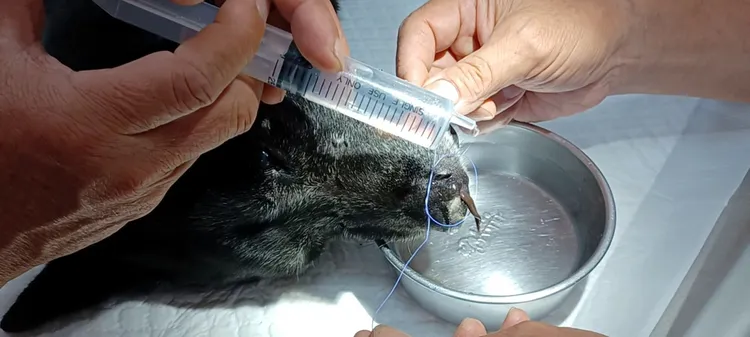 用縫線綁住水蛭後，順利從狗鼻內拉出。動保處提供