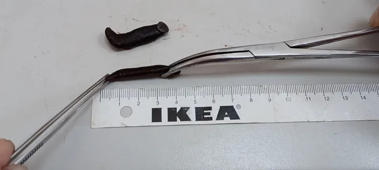 藏在狗鼻內的黑色水蛭長約4公分。動保處提供