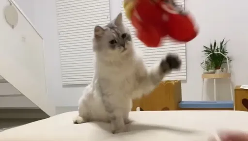 厉害了我的喵！怎么丢都接得到　这只金吉拉是金牌捕手