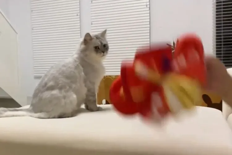 金吉拉對被被又愛又恨。