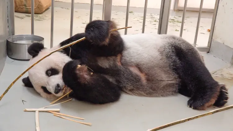 中國專家擬來台協助治療團團。動物園提供