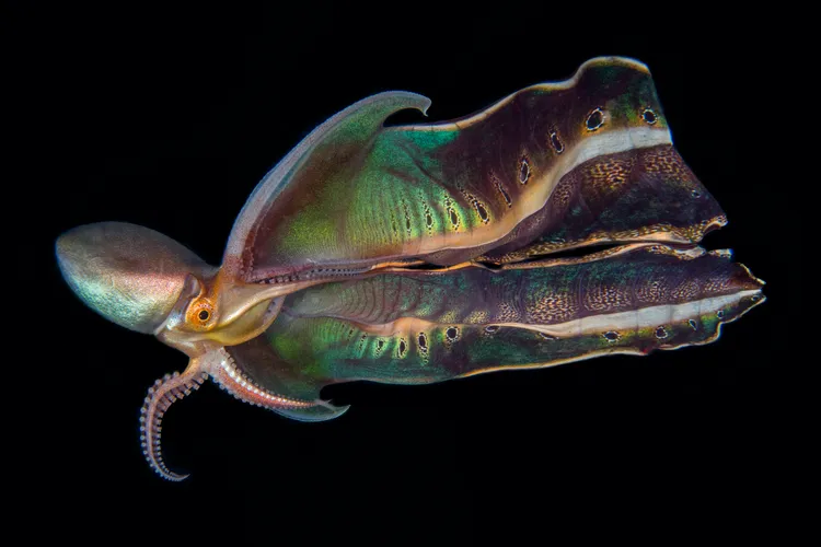 「2022年度海洋攝影師」第二名凱瑟琳盧作品。Katherine Lu, the Ocean Photographer of the Year 2022