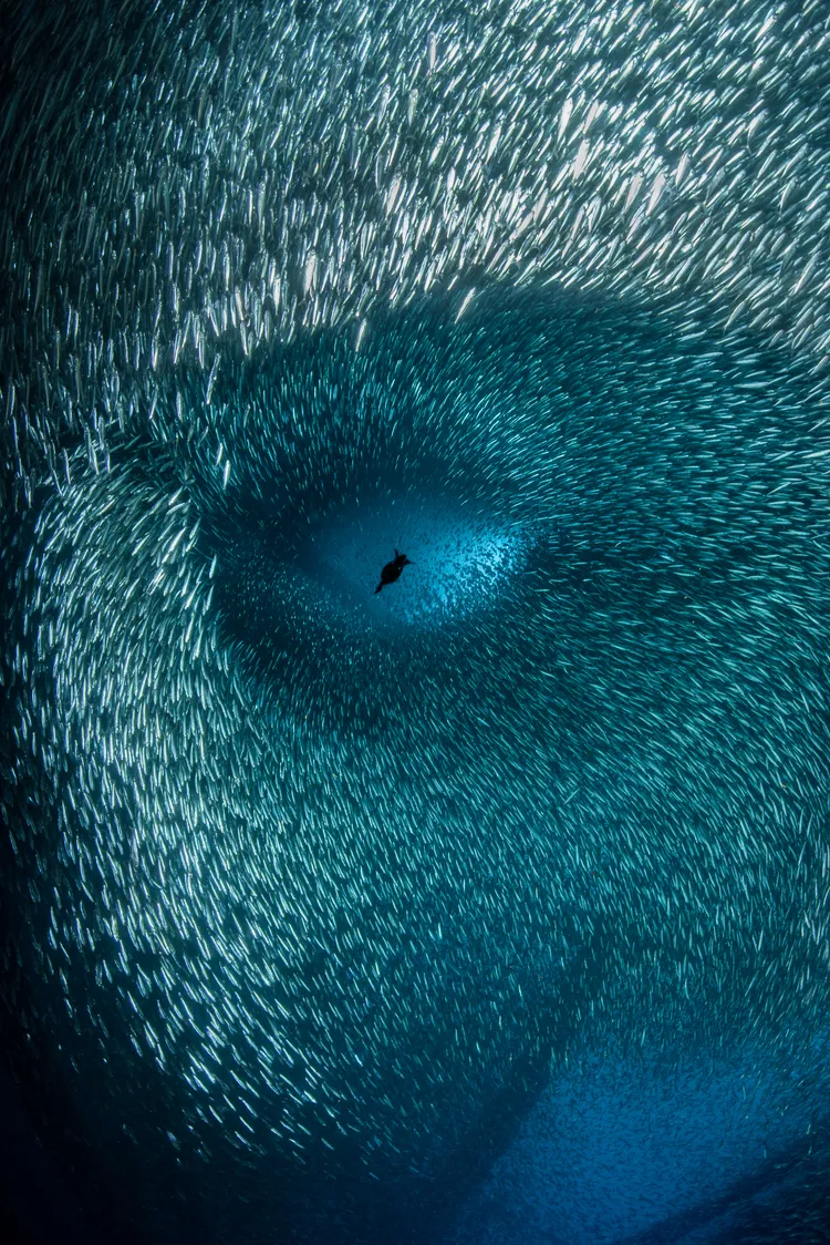 「2022年度海洋攝影師」第三名彼得森作品。Brook Peterson, the Ocean Photographer of the Year 2022