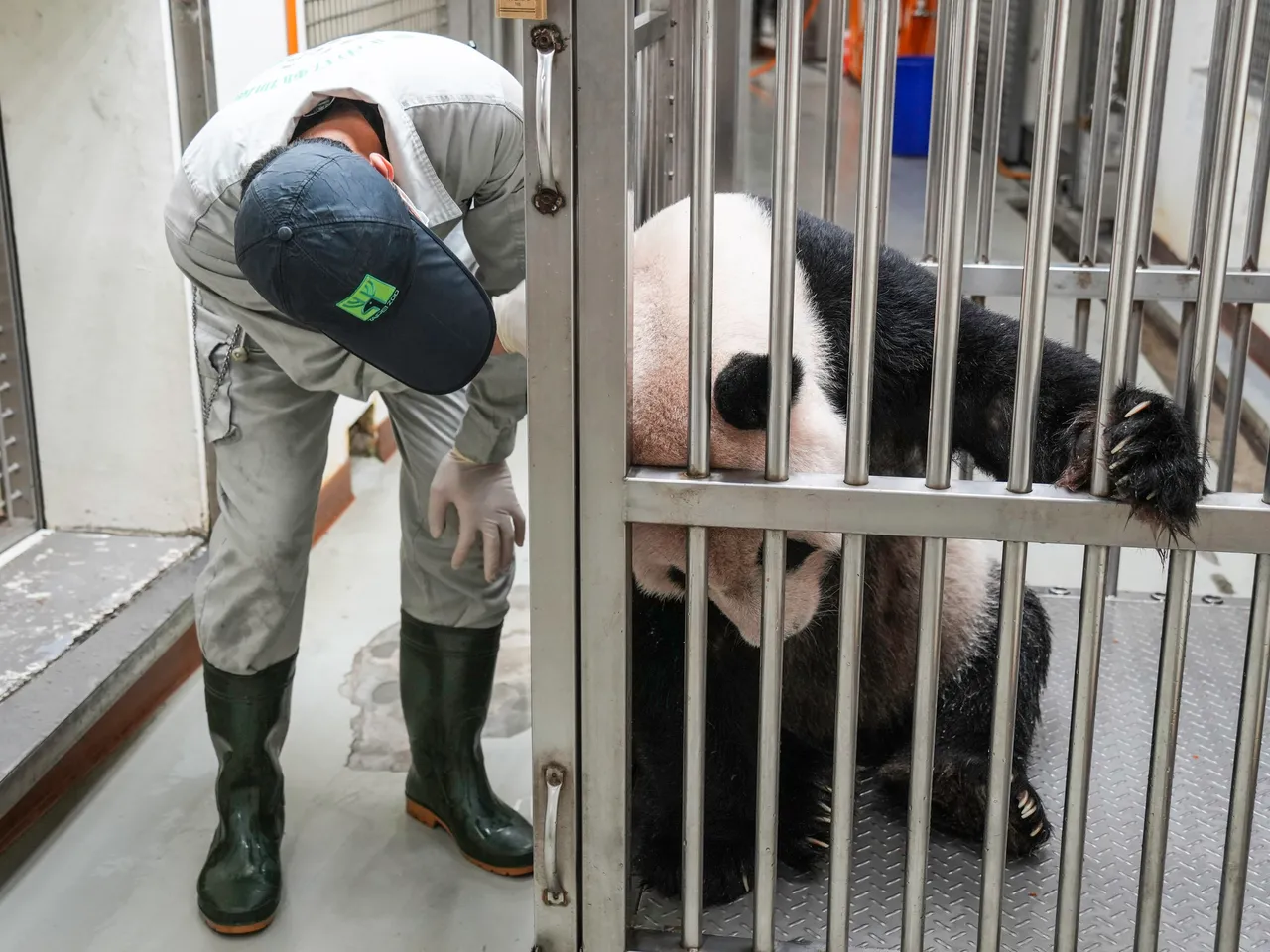 動物園現對團團症狀投予藥物,減緩發生不舒服症狀。動物園提供