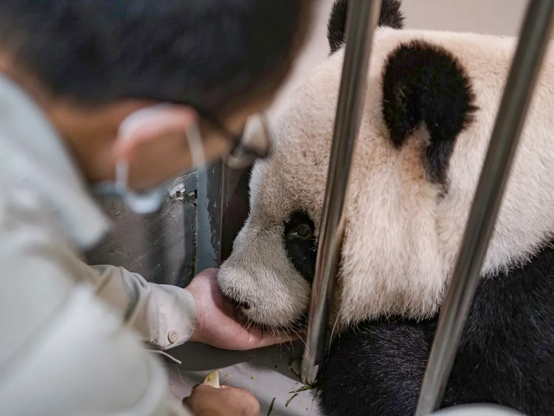 獸醫表示即使團團切片後確診惡性腫瘤,恐也無方法可治。動物園提供