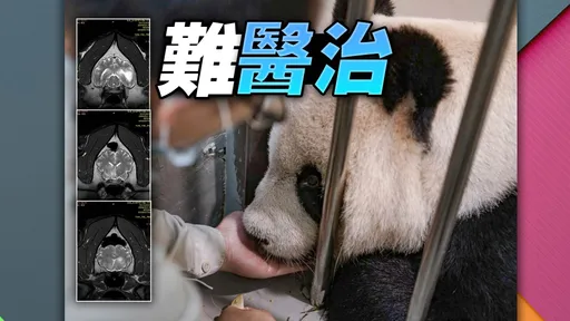 獨家|團團腦瘤「活不過半年」 獸醫曝:熊貓開腦無先例!切片不慎就奪命