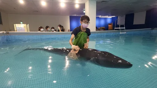 小抹香鯨擱淺獲救4天突暴斃 死因待鯨豚協會解剖釐清