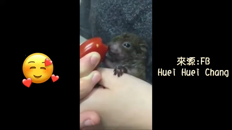 正在一口一口慢慢吃。