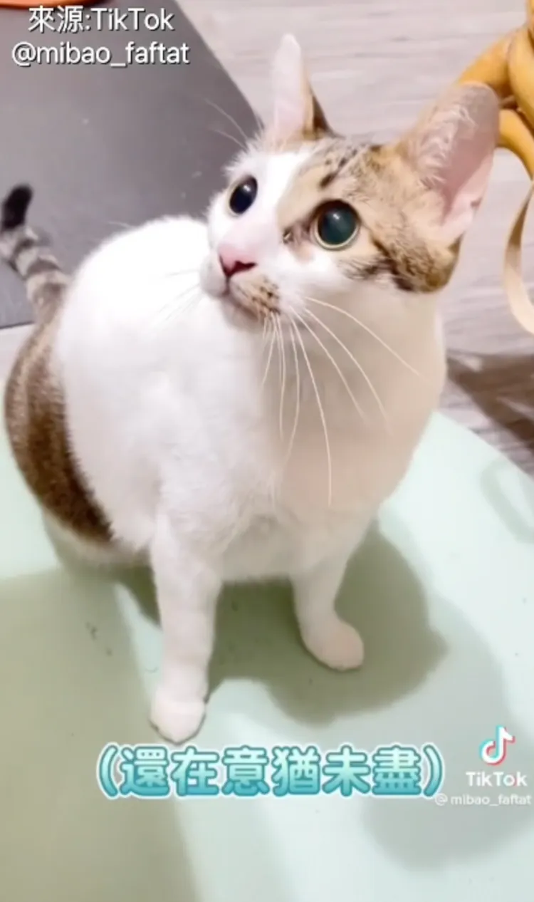 貓咪意猶未盡，完全不挑食。