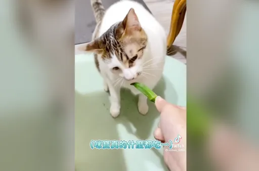大胃王喵星人不挑食 狂啃秋葵連蒂頭都不放過