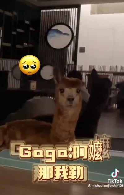 後面還有一隻別冷落了。